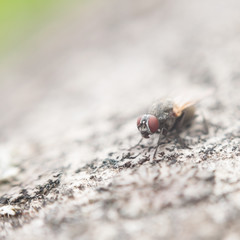 Macro photo of big grey fly sitting on moss