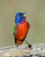 Male Painted Bunting