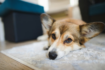 welsh corgi pembroke puppy dog portrait laying on a carpet