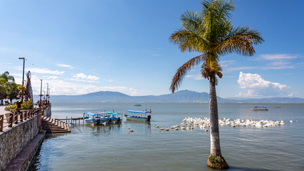 Dock and promenade on Lake Chapala with a palm tree, white pelicans, motor boats and mountains in...