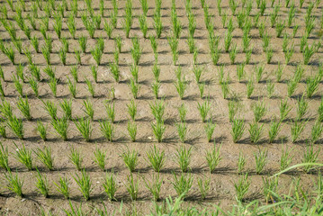 Bali rice fields farm cultivation
