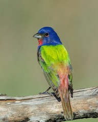 Male Painted Bunting