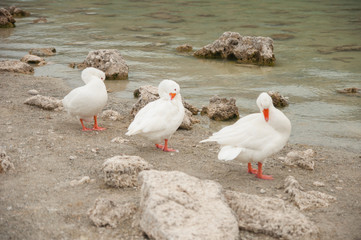 Three white geese standing on a sand shore of lake