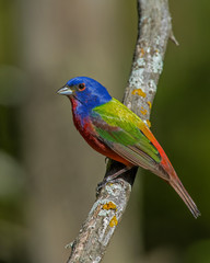 Male Painted Bunting