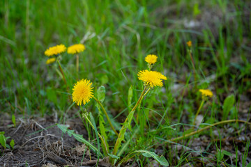 Close up of yellow dandelions in green grass. Blooming blowballs growing from ground. Concept of nature background.