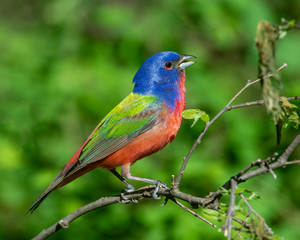 Male Painted Bunting