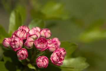 Pink and purple developing hawthorn flowers with a blurred green background