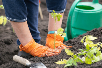 planting tomato in fertile chernozem soil, closeup
