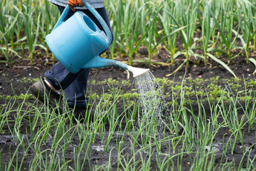 watering plants with a manual watering can