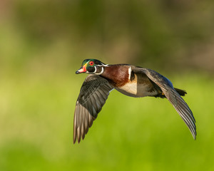 Obraz premium Wood Duck in flight