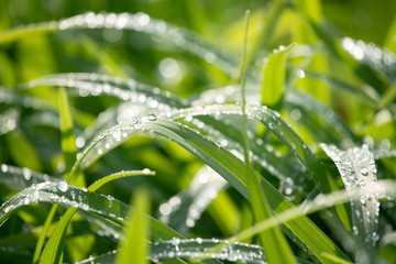 Drops of water on the lush green grass after rain. Freshness from nature. Selective focus