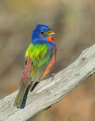 Fototapeta premium Male Painted Bunting