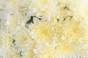 Delicate yellow background of chrysanthemum flowers. Spring wallpaper.