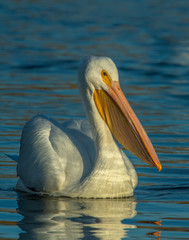 American White Pelican