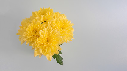 Bouquet of yellow mothers chrysanthemums in a white vase on a light blue background.