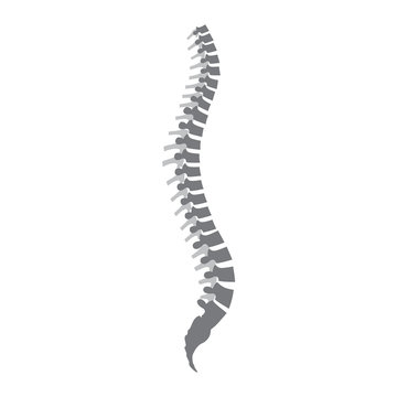 Human spine symbol icon vector illustration isolated on white background