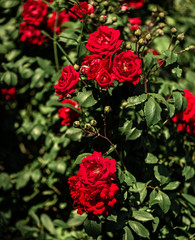red rose bush in the garden