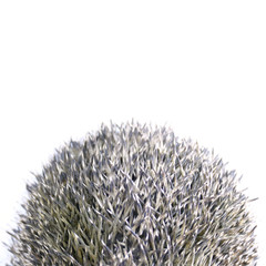 Hedgehog isolated on white background copy space.