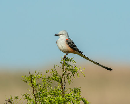 Scissortail Flycatcher