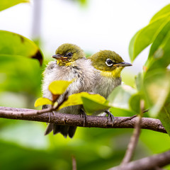 White-eye family