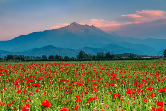 pochi minuti dopo il tramonto il cielo si colora di rosa e i papaveri risplendono