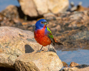 Male Painted Bunting