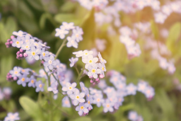 Blurred image of little delicate forget-me-not flowers on a background of green grass. Close-up.