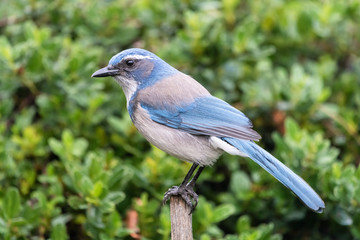 Scrub Jay