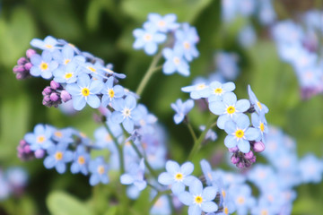 Blurred image of little delicate forget-me-not flowers on a background of green grass. Close-up.