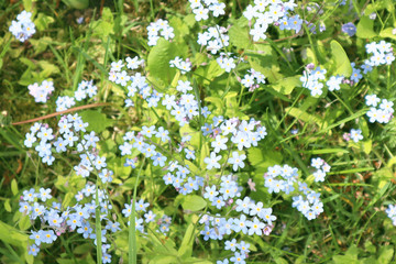Blurred image of little delicate forget-me-not flowers on a background of green grass. Close-up.
