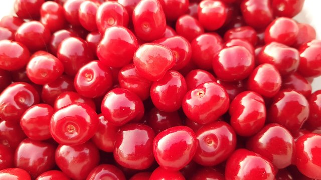 Peuplade de cerises, la Foule rouge du printemps.Le cerisier nourrit les papilles des abeilles et des humains.