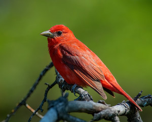 Male Summer Tanager