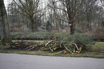 Pile of cut down tree branches left on the side of the road in a park
