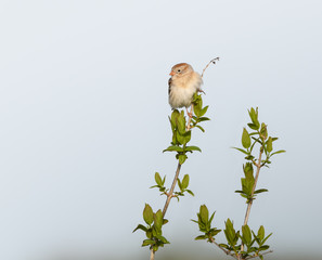 Field Sparrow Perched on Tree Branch and Calling in Spring