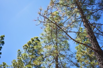 Beautiful trees landscape