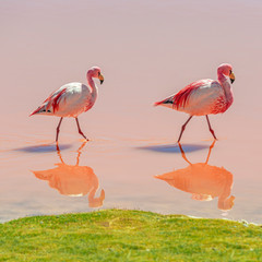 James Flamingo (Phoenicoparrus jamesi) wading through the waters of the Laguna Colorada (Red Lagoon), Uyuni Salt Flat Desert, Bolivia.