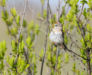 Field Sparrow Perched on Tree Branch and Calling in Spring