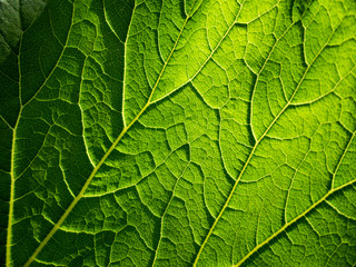 Burdock leaf illuminated by the sun, close up.