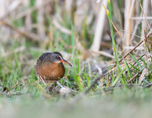 Virginia Rail Foraging on the Pond in Spring 