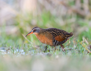 Virginia Rail Foraging on the Pond in Spring, Closeup Portrait