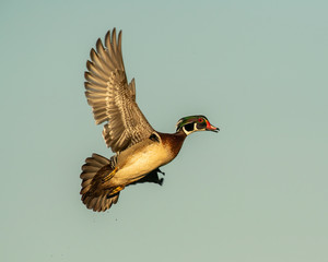 Wood Duck in flight
