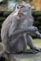 Naklejka na ściany i meble Bali Monkeys at monkey forest