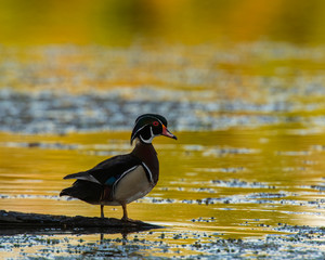 Wood Duck at sunset