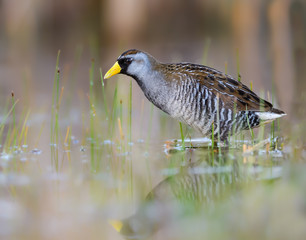 Sora Rail or Sora Crake Foraging on the Pond in Spring, Closeup Portrait