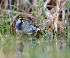 Sora Rail or Sora Crake Foraging on the Pond in Spring, Closeup Portrait