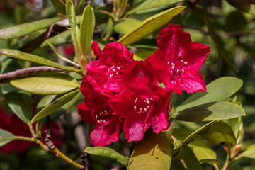 Blühender Rhododendron