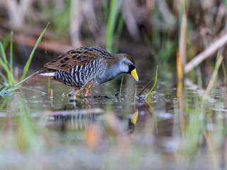 Sora Rail or Sora Crake with Reflection Foraging on the Pond in Spring, Closeup Portrait