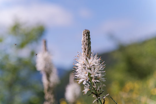 White wildflower Asphodelus albus in the Pyrenees mountain