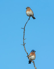 Pair of Bluebirds perched on a branch