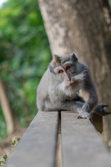 Naklejka na ściany i meble Bali Monkeys at monkey forest